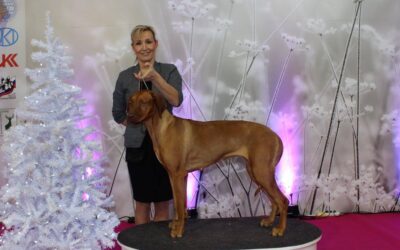 CACIB Nitra Dog show 9. – 10.12.2017