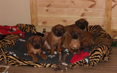 Puppies Bonny & Kubí 7.-8. week ♥♥♥