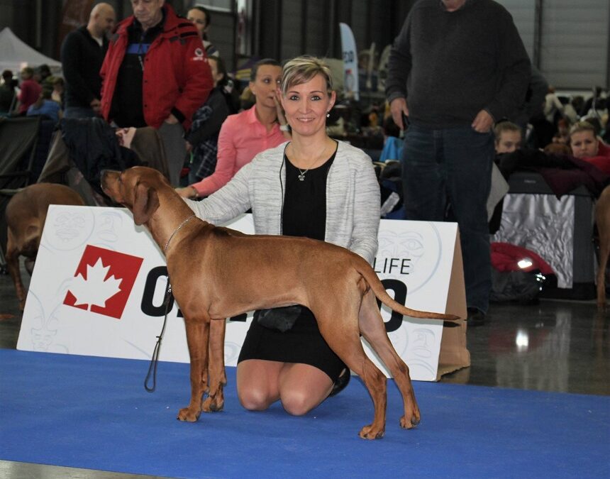 National dog show in Brno 12.1.2019