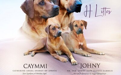 Litter ,,H“ Caymmi & Johny ❤ ❤