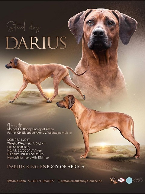 Darius King Energy of Africa