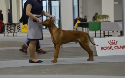 Budapešť Grand Prix Winner show & RRCH Club show & EDS 2021- 28.-29.12.2021