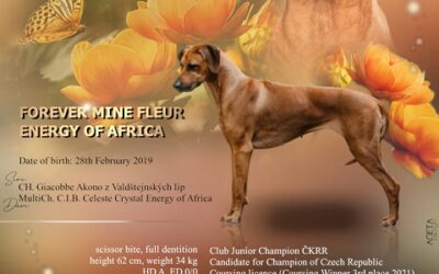 Forever Mine Fleur Energy of Africa