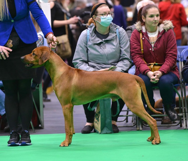 Crufts 2022!