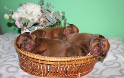 Puppies Connie & Mal – 5 days old ❤️❤️❤️