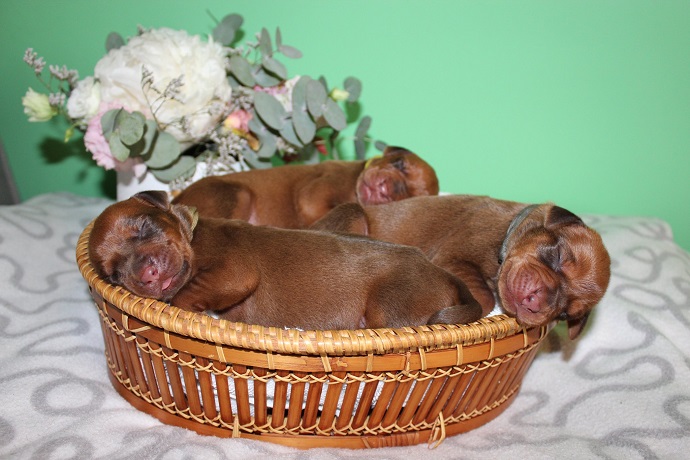 Puppies Connie & Mal – 5 days old ❤️❤️❤️