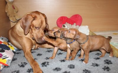 Puppies Connie & Mal 4.week ❤