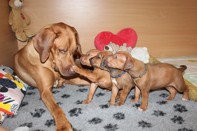 Puppies Connie & Mal 4.week ❤