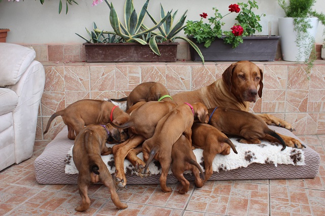 Puppies Connie & Mal 5. week ❤