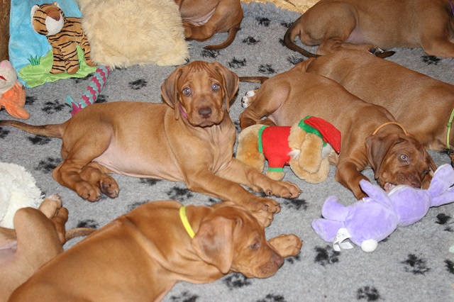 Puppies Connie & Mal 7. week ❤️