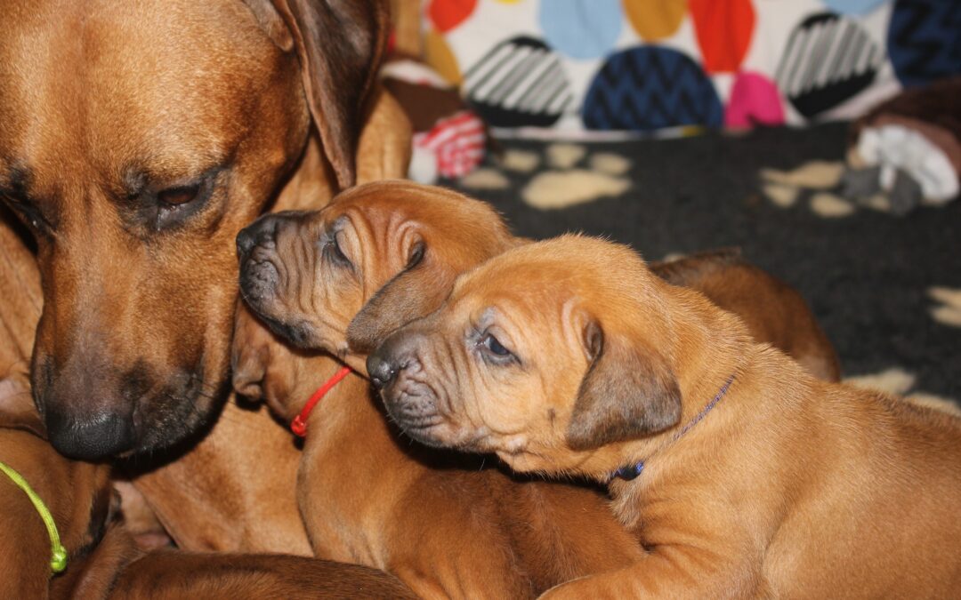 Puppies Ebby & Angel – 3.week ❤ !!!