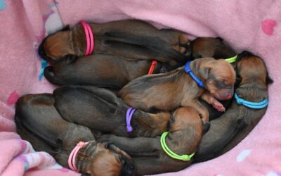 Puppies Ammy & Mazi – 5 days old ❤