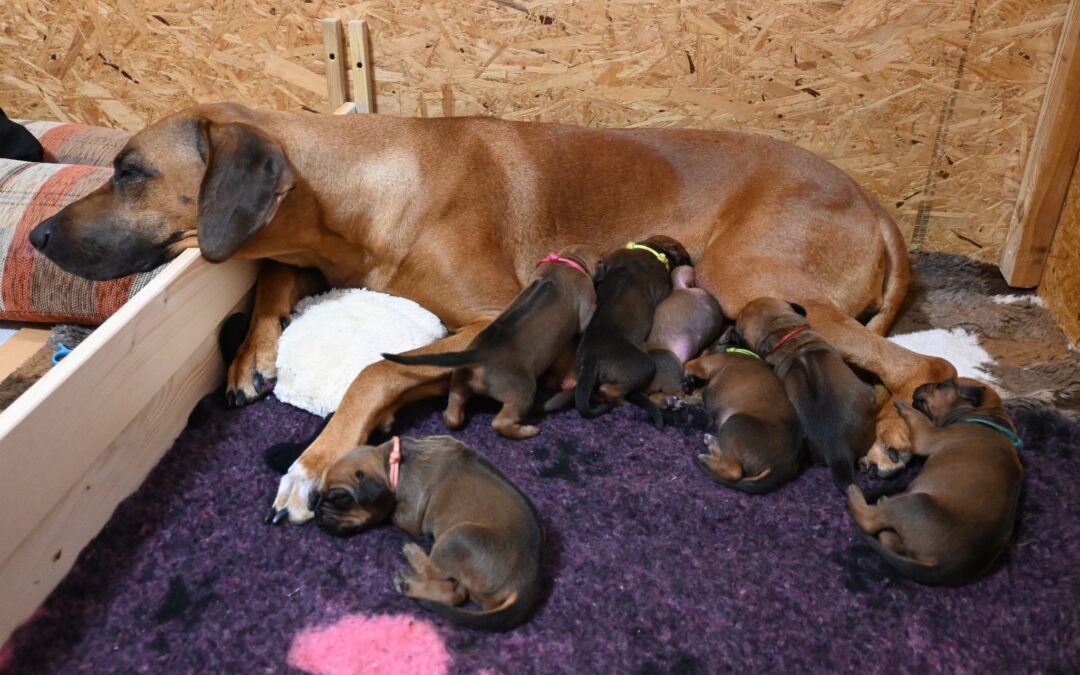 Puppies Ammy & Mazi – 2.week ❤